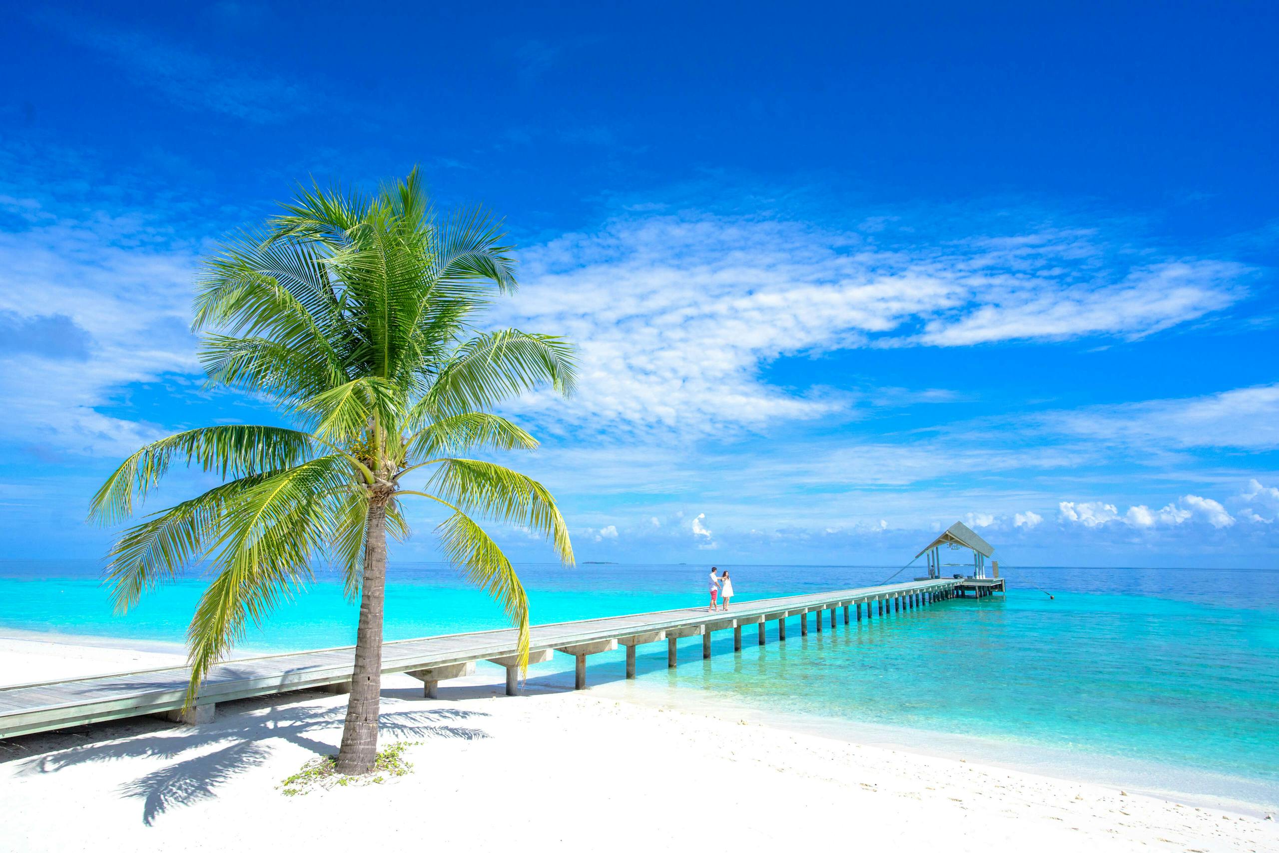 Tropical paradise with palm tree, turquoise water, and a wooden jetty under a bright blue sky.